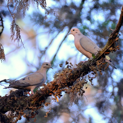 Eard Dove